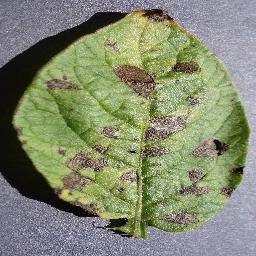 Image 3